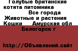 Голубые британские котята питомника Silvery Snow. - Все города Животные и растения » Кошки   . Амурская обл.,Белогорск г.